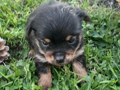 Three beautiful Minature Yorkshire Terrier puppies in Wexford