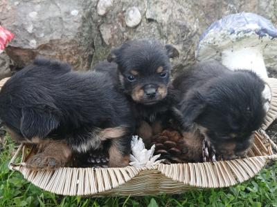 Three beautiful Minature Yorkshire Terrier puppies in Wexford