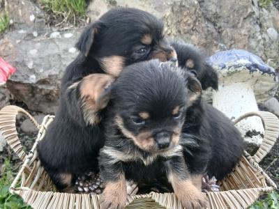 Three beautiful Minature Yorkshire Terrier puppies in Wexford
