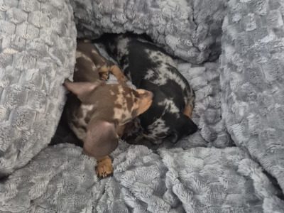 Adorable miniature Dachshund puppies