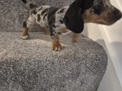 Adorable miniature Dachshund puppies
