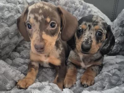 Adorable miniature Dachshund puppies in Kildare