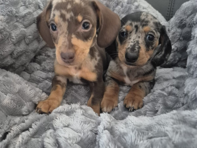 Adorable miniature Dachshund puppies
