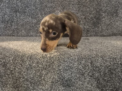 Adorable miniature Dachshund puppies