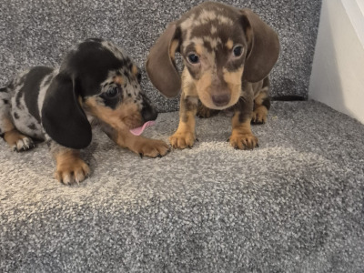 Adorable miniature Dachshund puppies