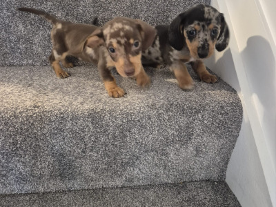 Adorable miniature Dachshund puppies