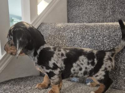 Adorable miniature Dachshund puppies