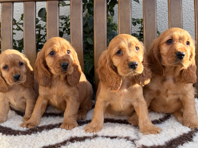 IKC (PENDING) Registered Cocker Spaniel puppies