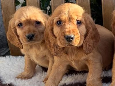 IKC (PENDING) Registered Cocker Spaniel puppies