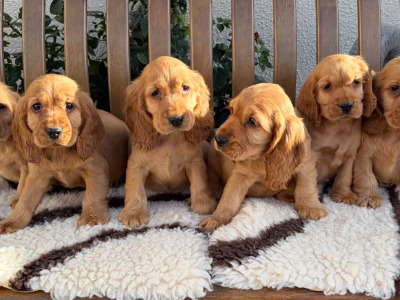IKC (PENDING) Registered Cocker Spaniel puppies