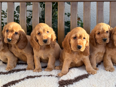 IKC (PENDING) Registered Cocker Spaniel puppies