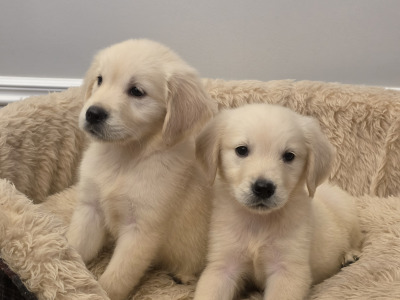 Stunning IKC Reg Golden Retriever puppies ✨️ in Limerick