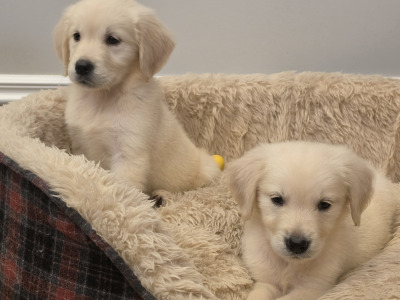 Stunning IKC Reg Golden Retriever puppies ✨️ in Limerick
