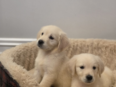 Stunning IKC Reg Golden Retriever puppies ✨️ in Limerick