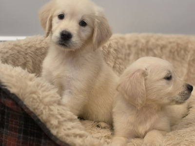 Stunning IKC Reg Golden Retriever puppies ✨️ in Limerick