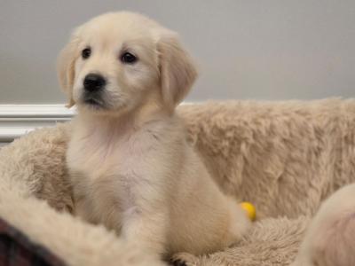 Stunning IKC Registered Golden Retriever puppies ✨️ in Limerick