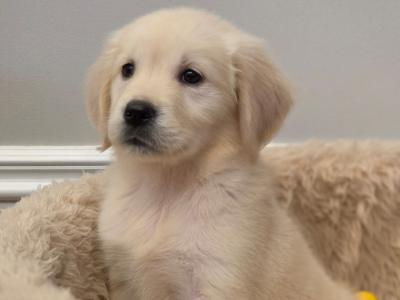 Stunning IKC Reg Golden Retriever puppies ✨️ in Limerick
