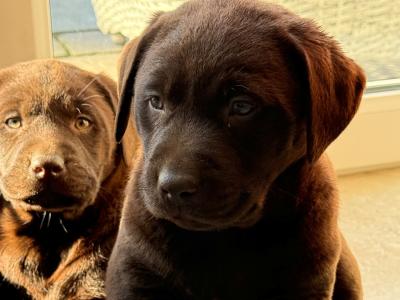 Chocolate Labrador pups in Tipperary