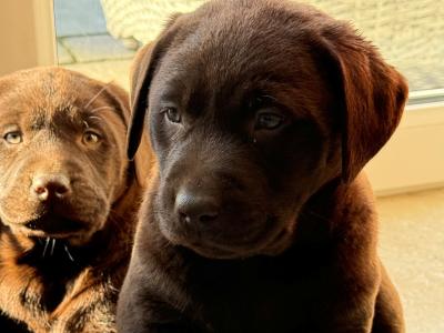 Chocolate Labrador puppies in Tipperary