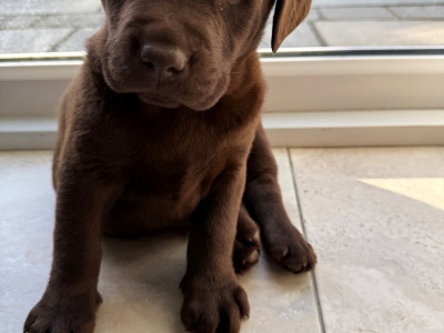 Chocolate Labrador pups in Tipperary