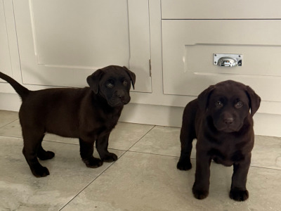 Chocolate Labrador pups in Tipperary