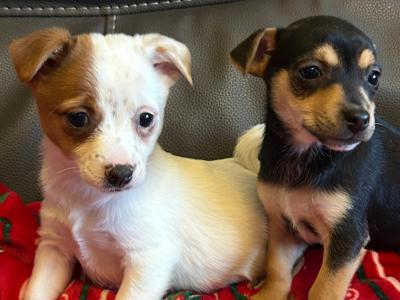 Cute Little Jack Russell puppies in Kildare