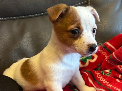 Cute Little Jack Russell puppies in Kildare
