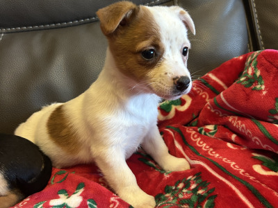 Cute Little Jack Russell puppies in Kildare