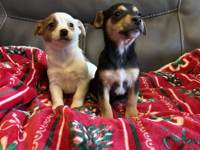 Cute Little Jack Russell puppies in Kildare
