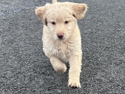 Beautiful Goldendoodle puppy in Mayo