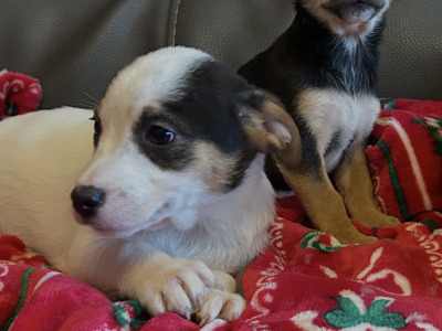 Cute Little Jack Russell puppies in Kildare