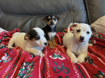 Cute Little Jack Russell puppies in Kildare