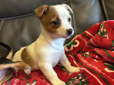Cute Little Jack Russell puppies in Kildare