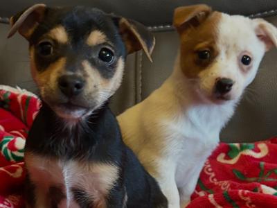 Cute Little Jack Russell puppies in Kildare