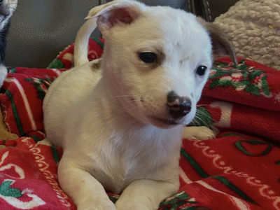 Cute Little Jack Russell puppies in Kildare