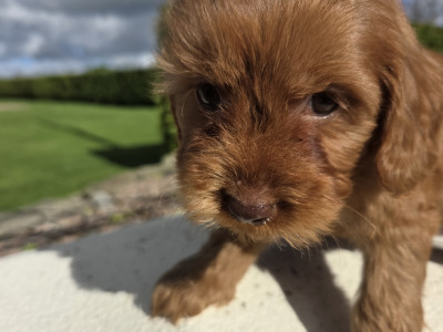 Cavapoo puppies in Wexford