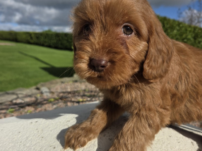 Cavapoo puppies in Wexford