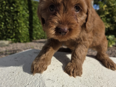 Cavapoo puppies in Wexford