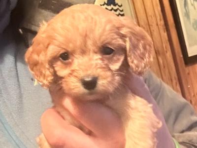 Miniature Cavapoo puppies in Cork