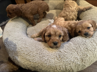 Miniature Cavapoo puppies in Cork