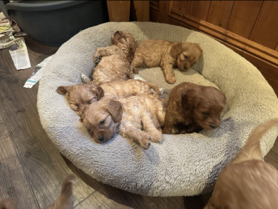 Miniature Cavapoo puppies in Cork