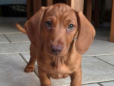 Purebred smooth-haired Dachshund puppies in Tipperary
