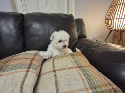 4 Adorable Westie x Poodle pups in Tipperary