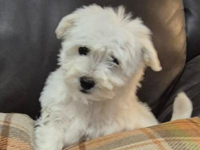 4 Adorable Westie x Poodle pups in Tipperary