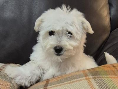 4 Adorable Westie x Poodle pups in Tipperary