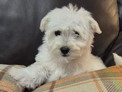 4 Adorable West Highland Terrier x Poodle puppies in Tipperary