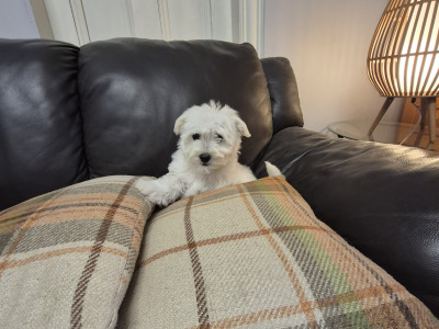4 Adorable Westie x Poodle pups in Tipperary