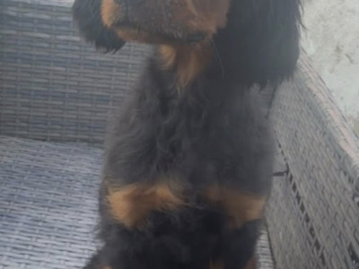 IKC Registered (pending) male Gordon Setter puppy in Limerick