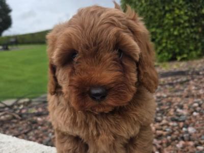 Cavapoo puppies in Wexford