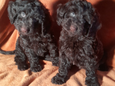 Miniature Chocolate Cockapoo puppies in Waterford